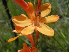 Watsonia minima