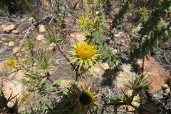 Berkheya cruciata cruciata