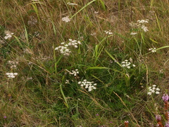 Silphiodaucus prutenicus