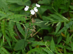 Habenaria plantaginea