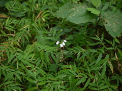Habenaria plantaginea