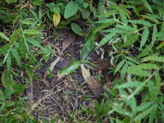 Habenaria plantaginea