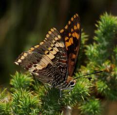 Charaxes pelias
