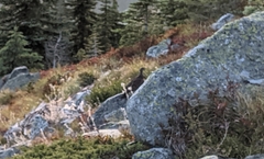 Dendragapus obscurus