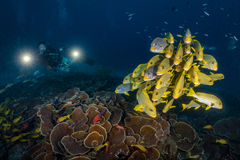 Plectorhinchus polytaenia