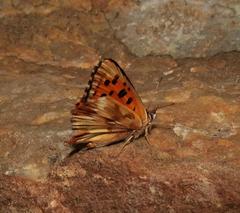 Chrysoritis pan lysander