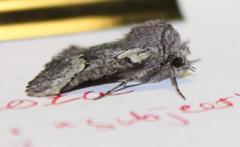 Drepanogynis interscripta