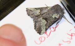 Drepanogynis interscripta