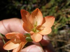 Gladiolus brevitubus