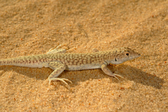Acanthodactylus aegyptius