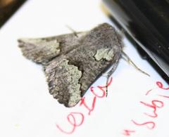 Drepanogynis interscripta