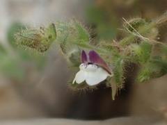 Kickxia lanigera