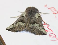 Drepanogynis interscripta