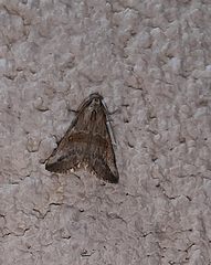 Zebeeba falsalis