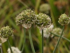 Allium ericetorum