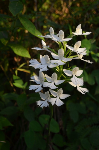 Image of Habenaria dentata by (c) Ansil B.R., some rights reserved (CC BY)