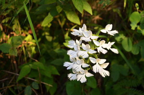 Image of Habenaria dentata by (c) Ansil B.R., some rights reserved (CC BY)