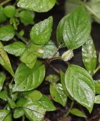 Hypoestes triflora