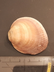 Ruditapes philippinarum