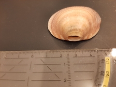 Ruditapes philippinarum