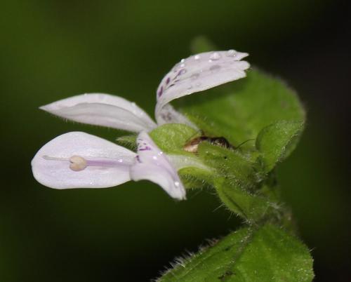 Hypoestes triflora
