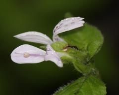 Hypoestes triflora