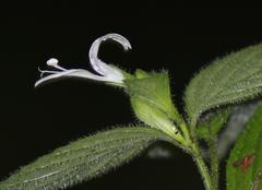 Hypoestes triflora