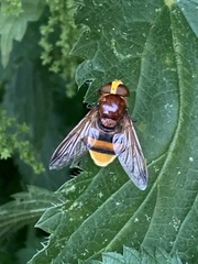 Volucella zonaria