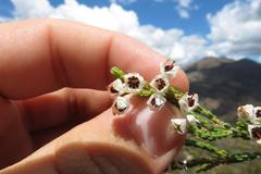 Erica pseudocalycina