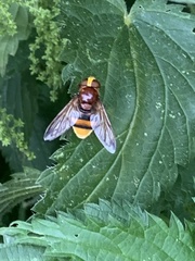 Volucella zonaria