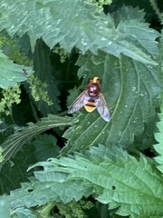 Volucella zonaria