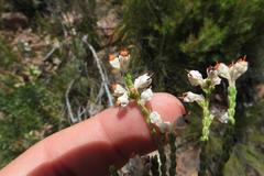 Erica pseudocalycina