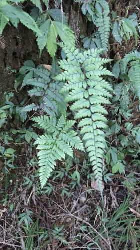 Athyrium arisanense iNat (3)