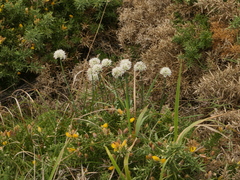 Allium ericetorum