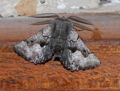 Drepanogynis figurata