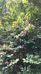Loropetalum chinense