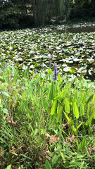 Pontederia cordata