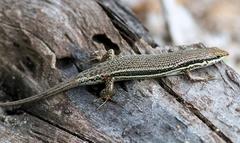 Trachylepis depressa