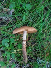 Cortinarius pholideus