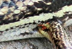 Trachylepis depressa