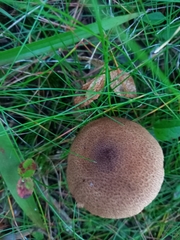 Cortinarius pholideus