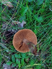 Cortinarius pholideus