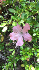 Rhododendron
