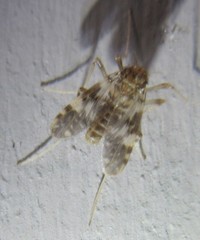 Psectrotanypus dyari