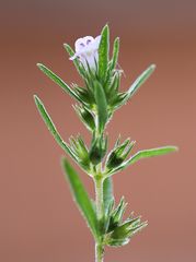 Satureja hortensis