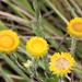 Helichrysum ruderale - Photo (c) Wynand Uys,  זכויות יוצרים חלקיות (CC BY), הועלה על ידי Wynand Uys