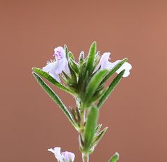Satureja hortensis
