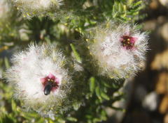 Phylica nigromontana