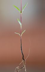 Satureja hortensis
