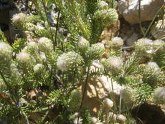 Phylica nigromontana
